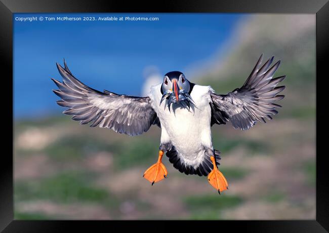 Puffin in Flight Framed Print by Tom McPherson