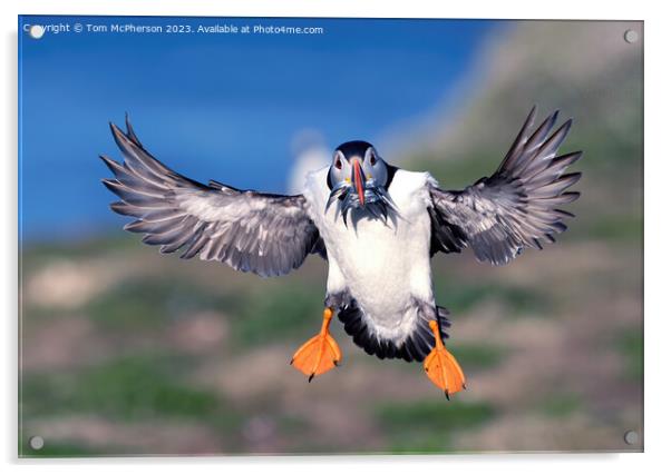 Puffin in Flight Acrylic by Tom McPherson