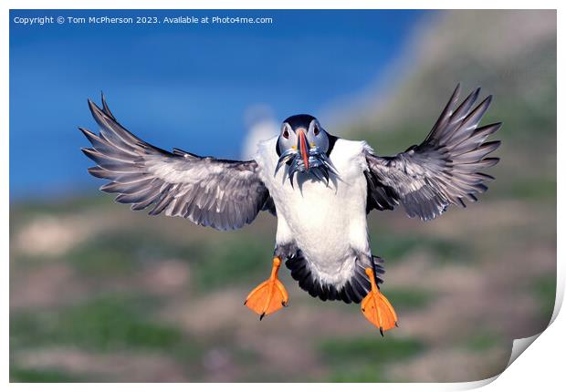 Puffin in Flight Print by Tom McPherson