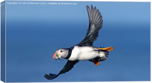 Wings of the North: Puffin Mid-Flight Canvas Print by Tom McPherson