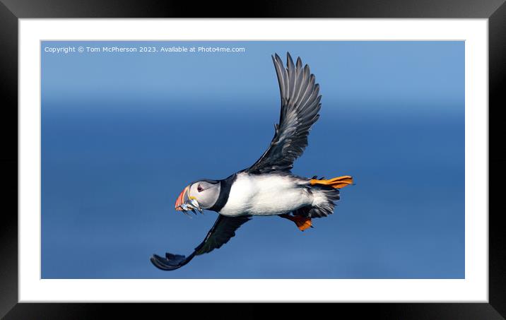 Wings of the North: Puffin Mid-Flight Framed Mounted Print by Tom McPherson