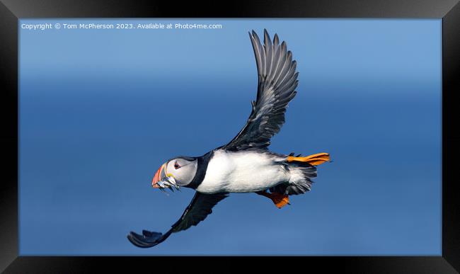 Wings of the North: Puffin Mid-Flight Framed Print by Tom McPherson