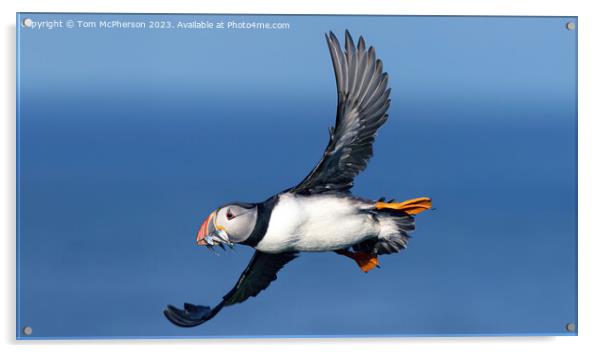 Wings of the North: Puffin Mid-Flight Acrylic by Tom McPherson