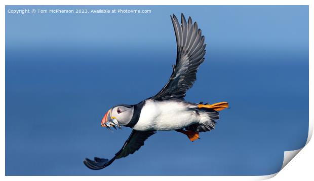 Wings of the North: Puffin Mid-Flight Print by Tom McPherson