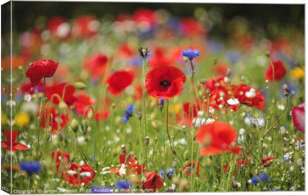 Sunlit Poppy  field Canvas Print by Simon Johnson