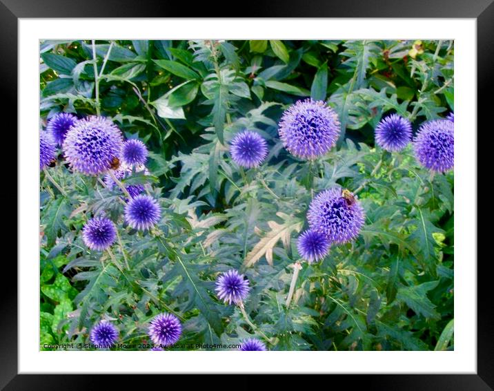 Purple allium Framed Mounted Print by Stephanie Moore