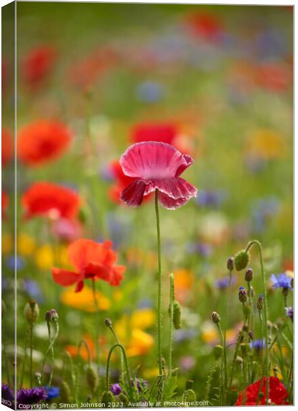 Intimate Glimpse of Blossoming Coquelicot Canvas Print by Simon Johnson