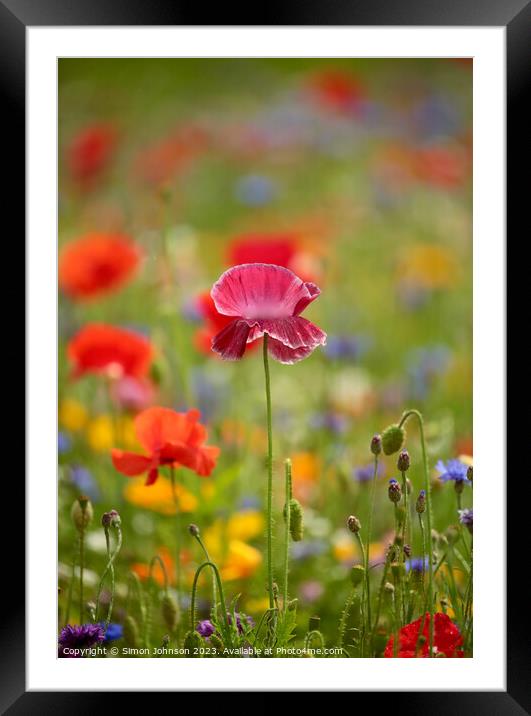 Intimate Glimpse of Blossoming Coquelicot Framed Mounted Print by Simon Johnson
