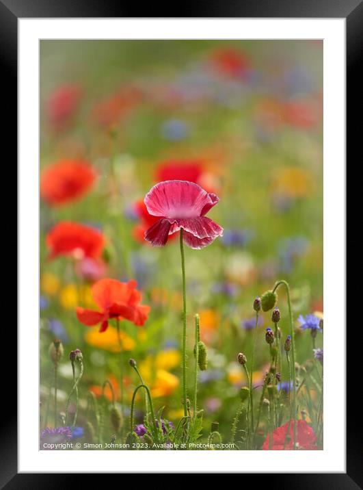 Close Encounter with Vibrant Poppy Framed Mounted Print by Simon Johnson