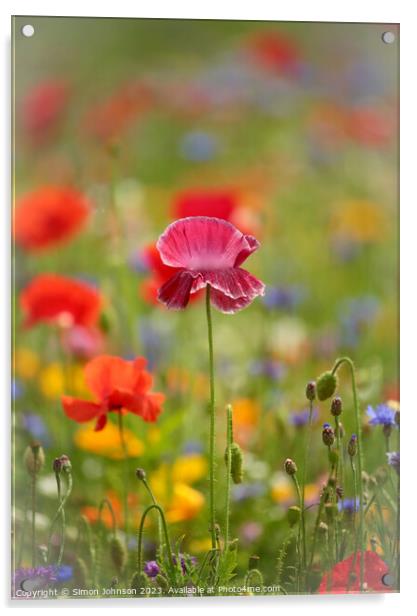 Close Encounter with Vibrant Poppy Acrylic by Simon Johnson