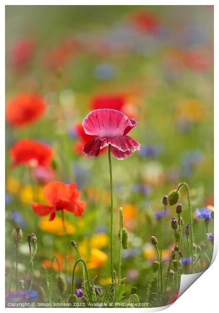 Close Encounter with Vibrant Poppy Print by Simon Johnson