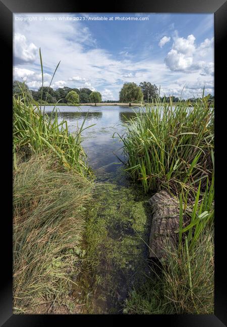 Start of green algae growing in the ponds Framed Print by Kevin White