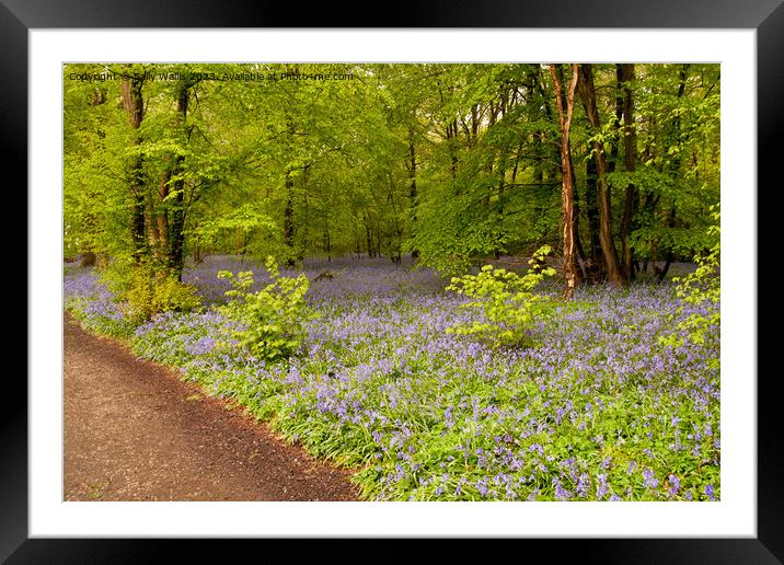 Early Spring bluebells Framed Mounted Print by Sally Wallis