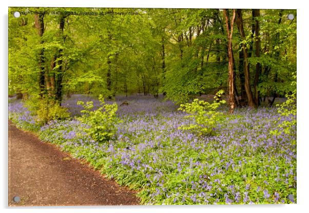 Early Spring bluebells Acrylic by Sally Wallis