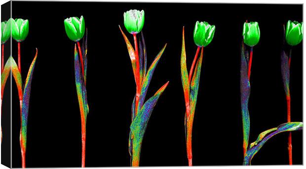 Abstract Rainbow Tulips Canvas Print by Louise Godwin