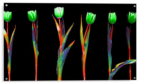 Abstract Rainbow Tulips Acrylic by Louise Godwin