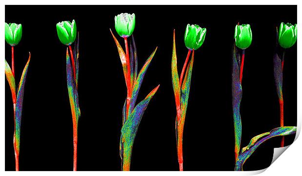 Abstract Rainbow Tulips Print by Louise Godwin