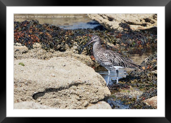 Curlew on the Rocks Framed Mounted Print by Tom McPherson