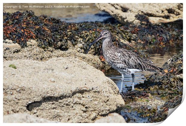 Curlew on the Rocks Print by Tom McPherson