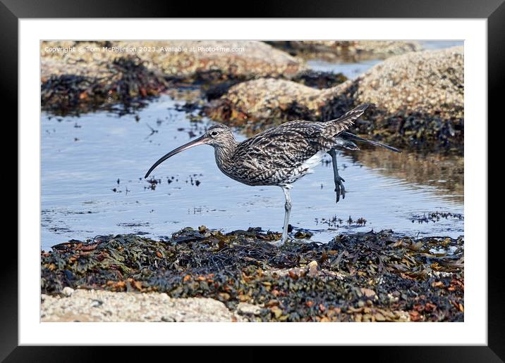 Curlew's Dawn Serenade Framed Mounted Print by Tom McPherson