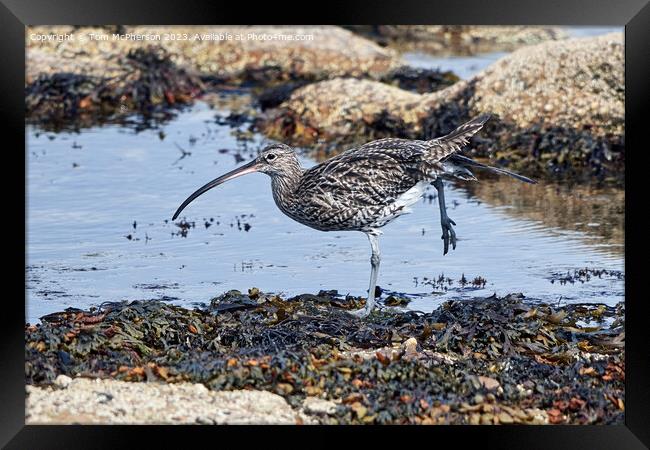 Curlew's Dawn Serenade Framed Print by Tom McPherson