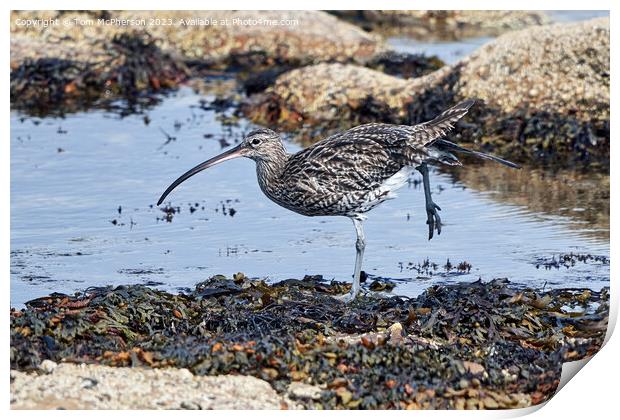 Curlew's Dawn Serenade Print by Tom McPherson