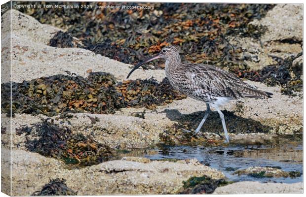 Curlew's Command on Coastal Rocks Canvas Print by Tom McPherson