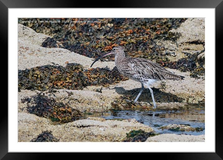 Curlew's Command on Coastal Rocks Framed Mounted Print by Tom McPherson