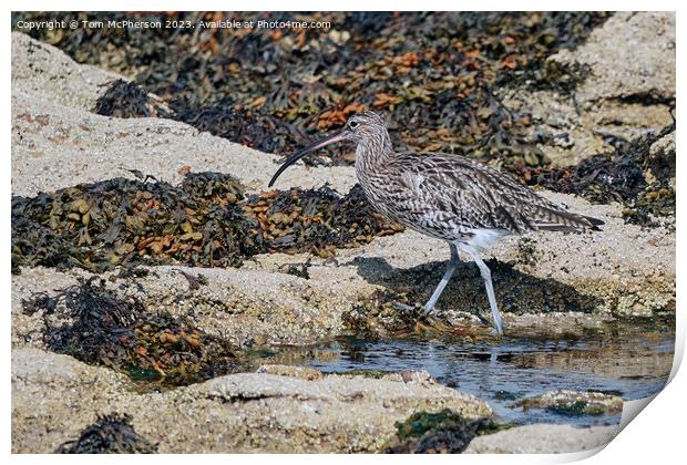 Curlew's Command on Coastal Rocks Print by Tom McPherson