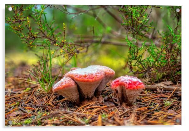 Hydnellum peckii Fungi Acrylic by Alan Simpson
