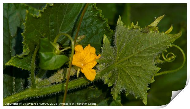 The Beginning of a Cucumber Print by STEPHEN THOMAS