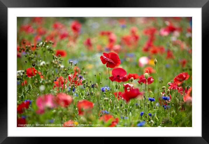 Close-Up of Vibrant Wild Poppy Framed Mounted Print by Simon Johnson