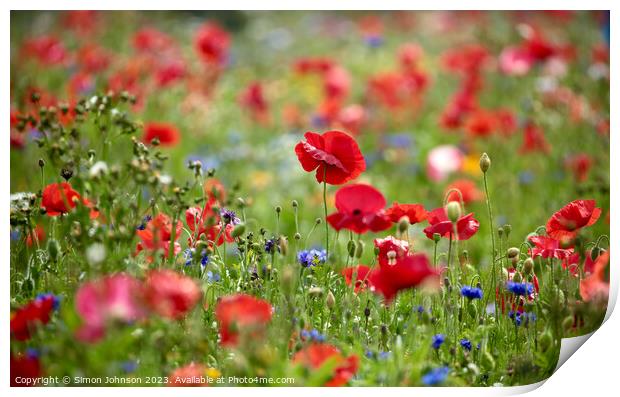 Close-Up of Vibrant Wild Poppy Print by Simon Johnson