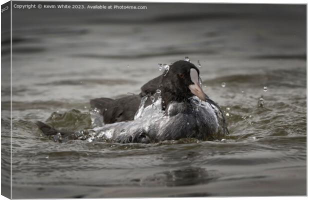 Coot coming up from a dive Canvas Print by Kevin White