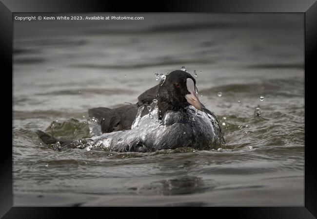 Coot coming up from a dive Framed Print by Kevin White