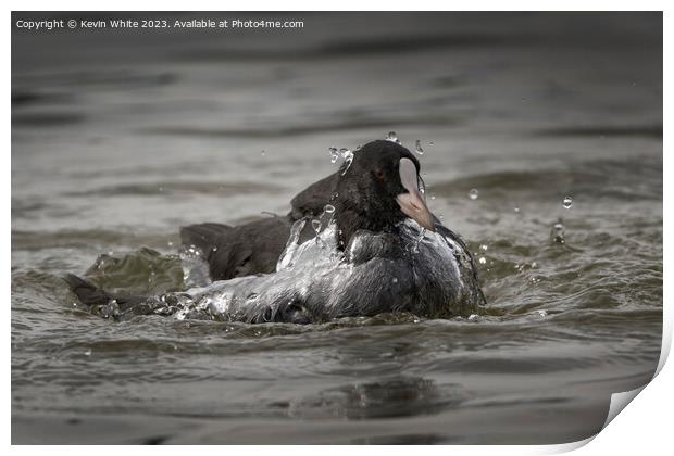 Coot coming up from a dive Print by Kevin White