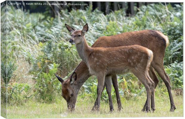 Adult and juvenile fallow deer grazing Canvas Print by Kevin White