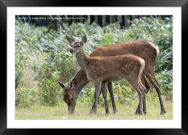 Adult and juvenile fallow deer grazing Framed Mounted Print by Kevin White