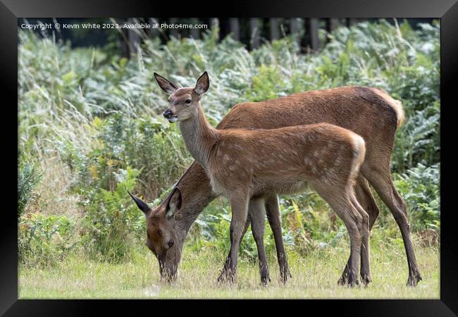 Adult and juvenile fallow deer grazing Framed Print by Kevin White