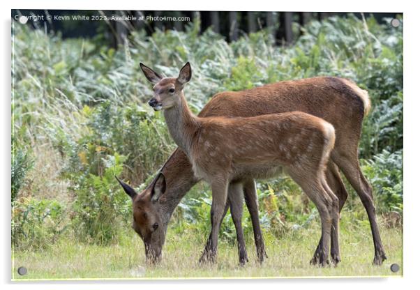 Adult and juvenile fallow deer grazing Acrylic by Kevin White