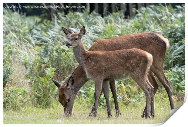 Adult and juvenile fallow deer grazing Print by Kevin White