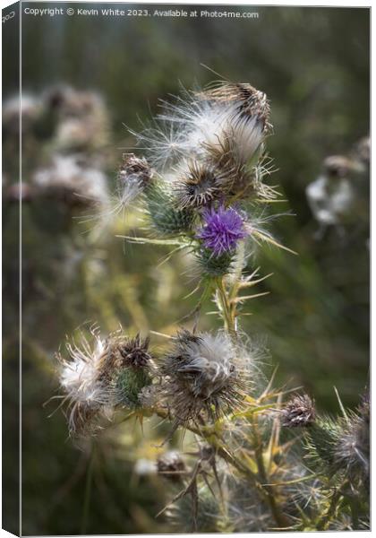Wild beauty of the thistle plant Canvas Print by Kevin White