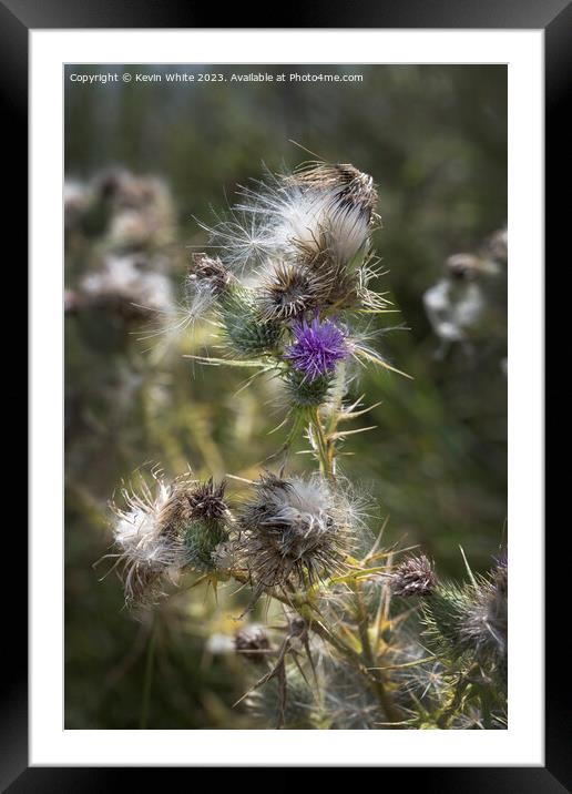 Wild beauty of the thistle plant Framed Mounted Print by Kevin White