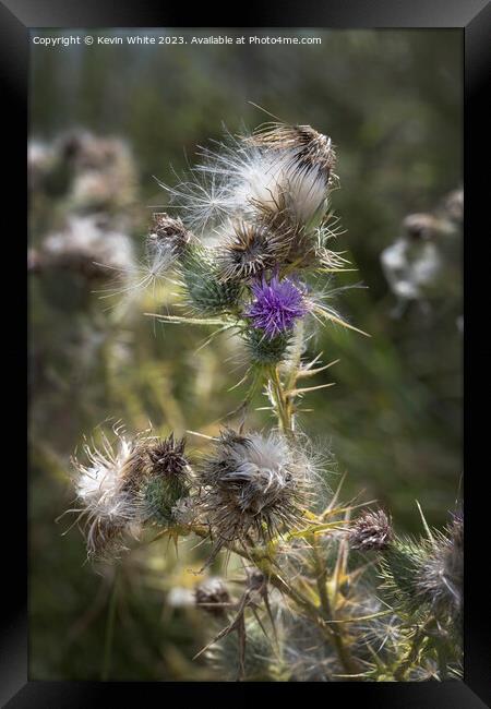 Wild beauty of the thistle plant Framed Print by Kevin White