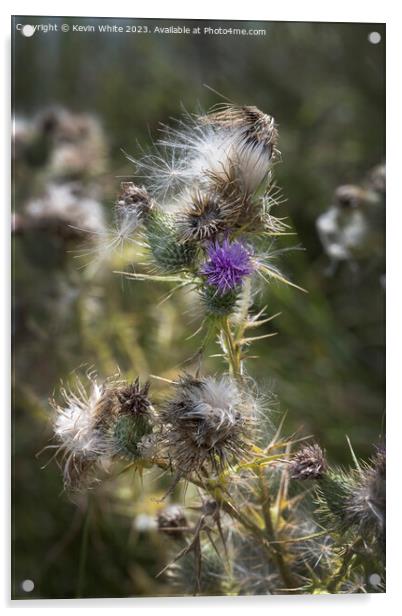 Wild beauty of the thistle plant Acrylic by Kevin White