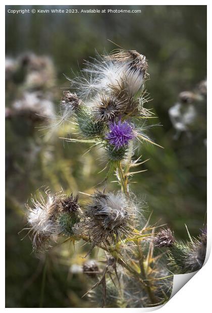 Wild beauty of the thistle plant Print by Kevin White