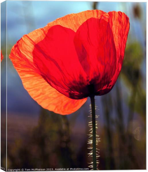 Crimson Echoes: The Sentimental Poppy Canvas Print by Tom McPherson
