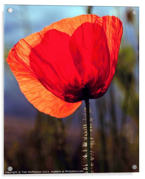 Crimson Echoes: The Sentimental Poppy Acrylic by Tom McPherson