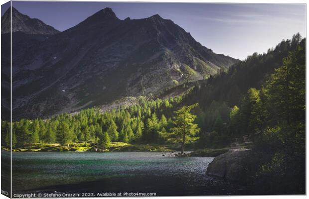 A fir tree along the shores of Lake Arpy at sunset. Aosta Valley Canvas Print by Stefano Orazzini