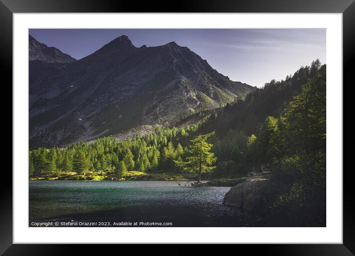 A fir tree along the shores of Lake Arpy at sunset. Aosta Valley Framed Mounted Print by Stefano Orazzini